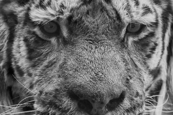 Tigre sibérien prêt à attaquer en vous regardant en noir et blanc — Photo