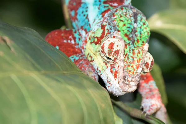 Madagascar camaleon em um fundo de árvore — Fotografia de Stock