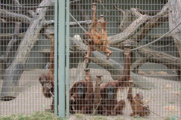 Mono orangután enjaulado primer plano retrato — Foto de Stock