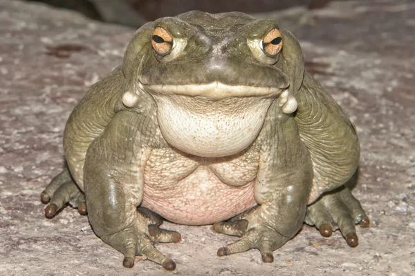 Bull frog close up portrait — Stock Photo, Image