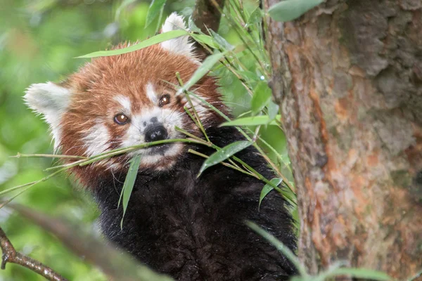 Röd panda närbild porträtt — Stockfoto