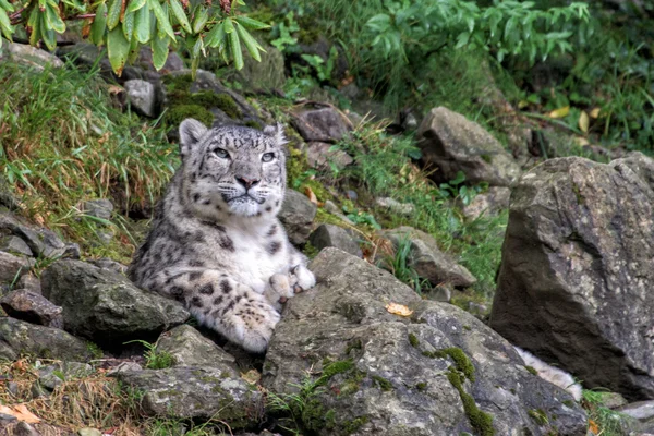 Snow leopard blízko se portrét — Stock fotografie
