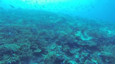 Bir balık sürüsü içinde