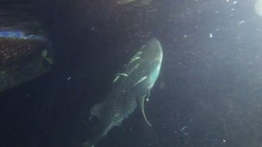 Balina köpekbalığı ile büyük büyük açık ağız çene kapat