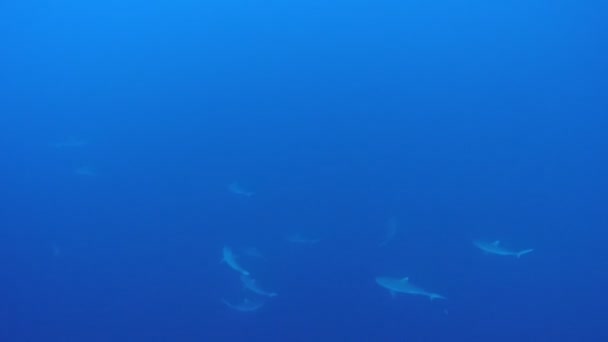 Requins gris aux Maldives 