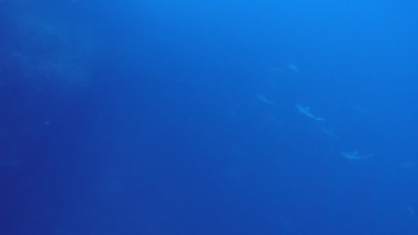 Requins gris aux Maldives 