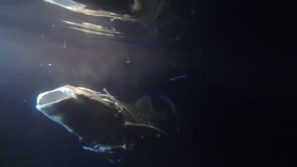 Rekin wielorybi z bliska z szczęki duże ogromne usta otwarte — Wideo stockowe