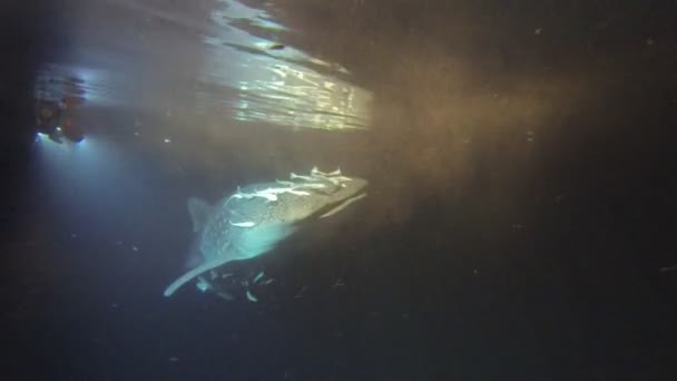Tubarão-baleia perto com enormes mandíbulas de boca aberta — Vídeo de Stock