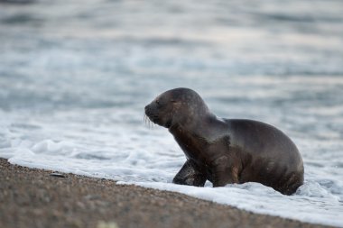 Bebek yeni doğmuş deniz aslanı Patagonya'sahilde