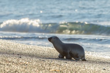 Bebek yeni doğmuş deniz aslanı Patagonya'sahilde