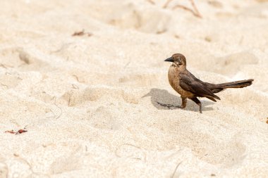 Kumsalda yürürken kuş