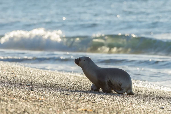 Baby nyfödda sjölejon på stranden i Patagonien — Stockfoto