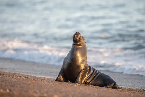 Lion de mer sur la plage en Patagonie — Photo