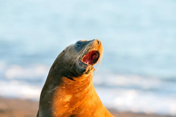 Zeeleeuw op het strand in Patagonië — Stockfoto