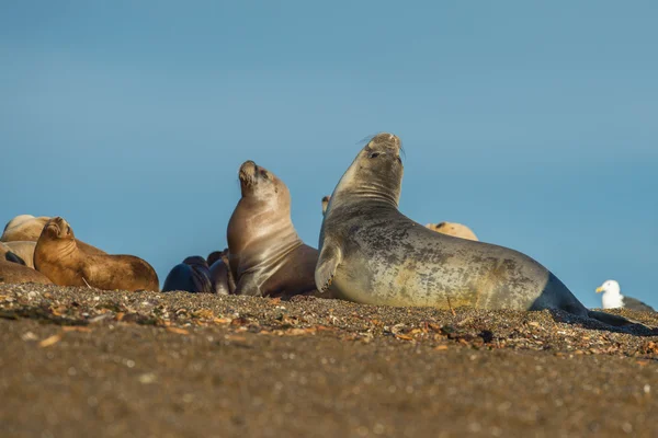 Тюлень на пляже в Патагонии — стоковое фото