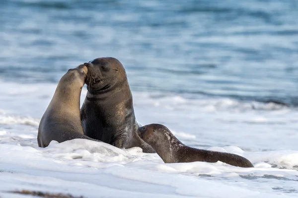 Patagonya'sahilde deniz aslanı öpücük — Stok fotoğraf