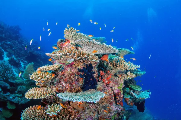 Maldív-szigetek korallok ház halak — Stock Fotó