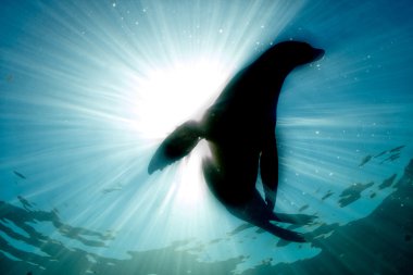backlight on sea lion underwater