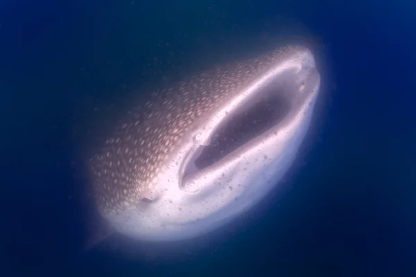 Valhajen närbild Undervatten porträtt — Stockfoto