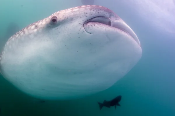 Tubarão-baleia close up retrato subaquático — Fotografia de Stock