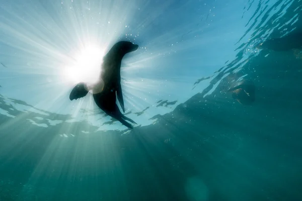 Backlight on sea lion underwater — Stock Photo, Image