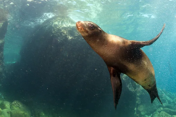 Welpe Seelöwe unter Wasser schaut dich an — Stockfoto