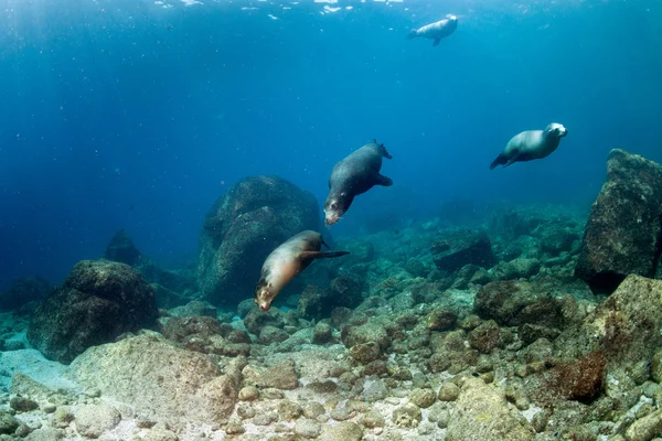 Фотограф Дайвер приближается к семейству морских львов под водой — стоковое фото
