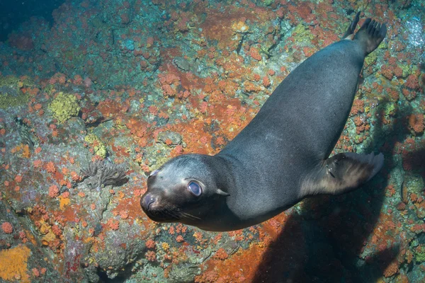 Jonge pup Californische zeeleeuw — Stockfoto