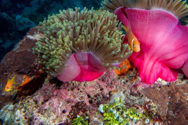 Palyaço balığı yeşil anemone içinde 