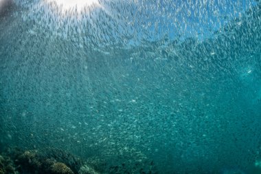 su altında balık sürüsü içinde