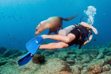 Fotoğrafçı dalgıç deniz aslanı aile sualtı yaklaşıyor 