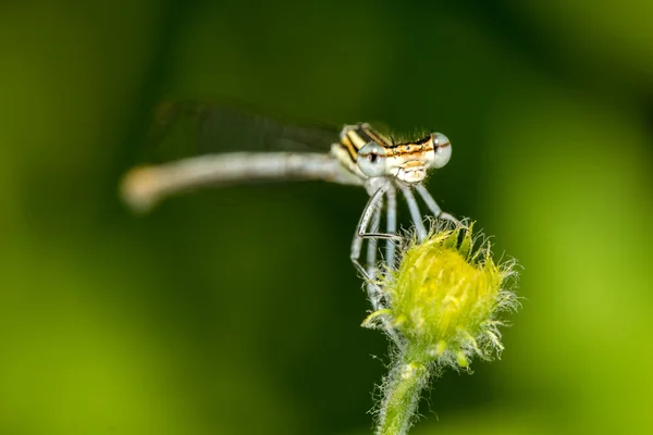 Amarelo libélula macro vista frontal — Fotografia de Stock