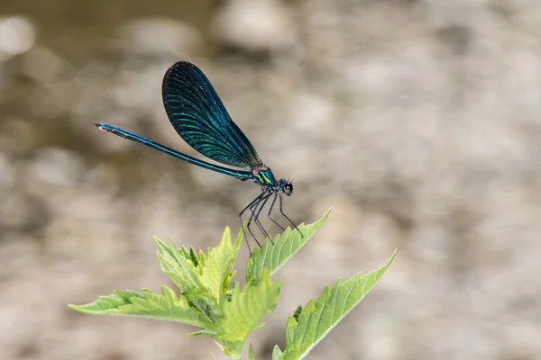 Open wings blue dragonfly macro — Stock Photo, Image