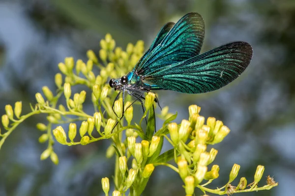 Offene Flügel blaue Libelle Makro — Stockfoto