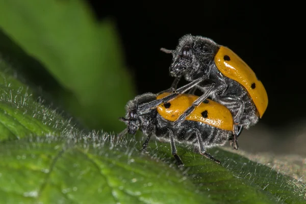 Couple of cricket having sex on a spike — Stock Photo, Image