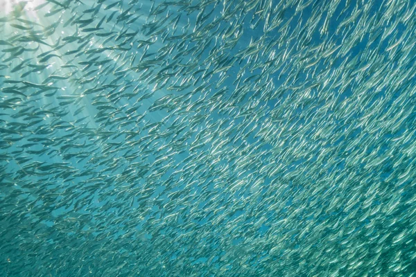 Dentro de una escuela de peces bajo el agua — Foto de Stock