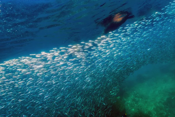 Lobo marino focas detrás de la bola de cebo sardina gigante bajo el agua —  Fotos de Stock