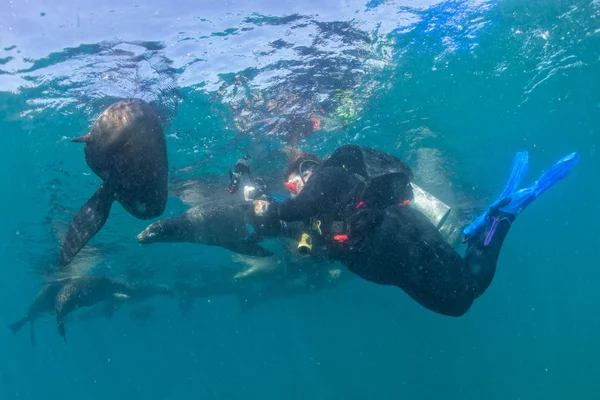 Fotografer gendut dengan anjing laut singa laut — Stok Foto