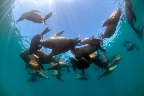 Gruppe von Seelöwenrobben — Stockfoto