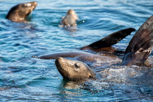 バハ ・ カリフォルニアの海のライオンをシールします。 — ストック写真