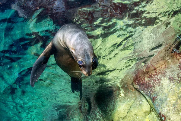 Valp baby sjölejon undervattens tittar på dig — Stockfoto