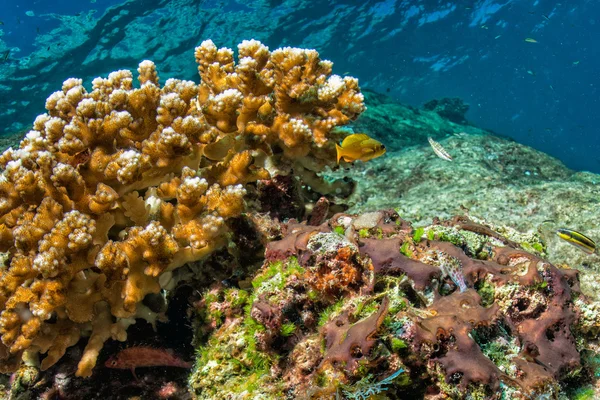 Buceo en arrecife de colores bajo el agua —  Fotos de Stock