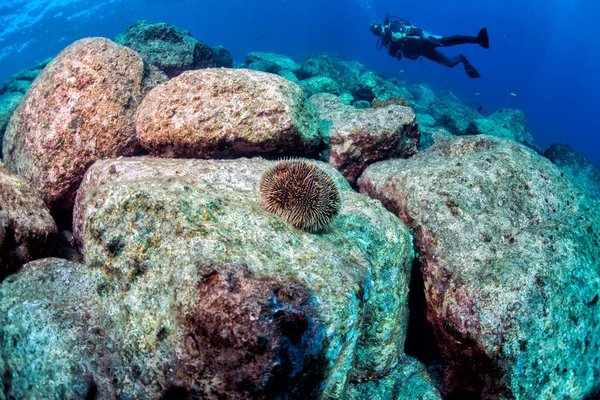 Ouriço do mar com um mergulhador — Fotografia de Stock