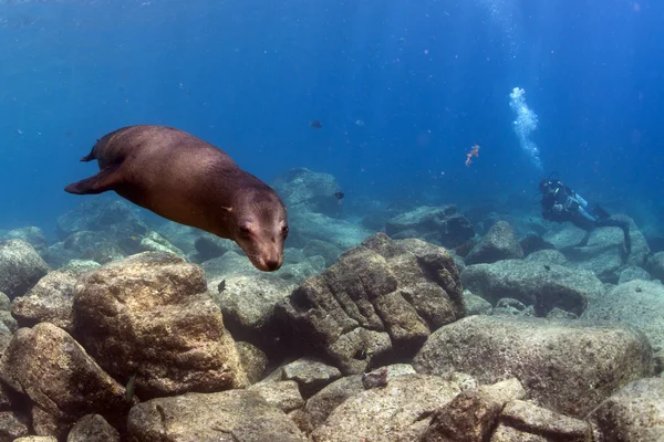 Cucciolo leone marino sott'acqua che ti guarda — Foto Stock