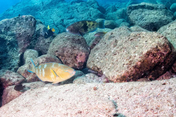 Papağan balık suyun altında yakın çekim — Stok fotoğraf