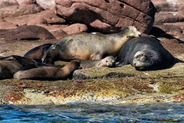 Lobo marino macho con focas hembra de harén relajante — Foto de Stock