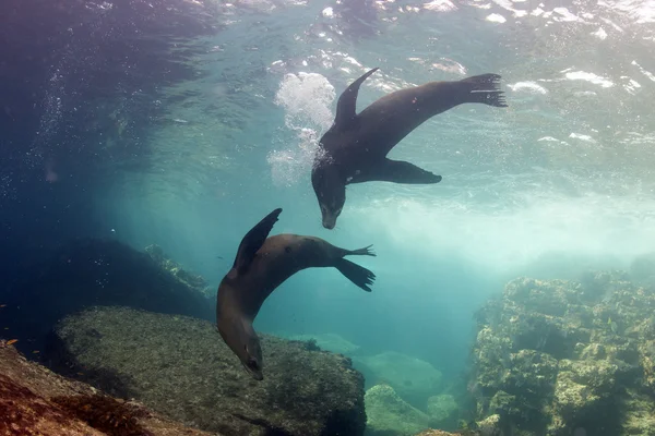 Těsnění lachtan v baja california — Stock fotografie