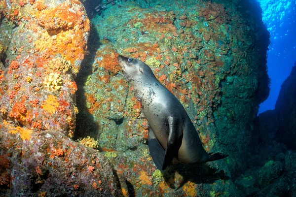 Щенок морской лев под водой смотрит на тебя — стоковое фото