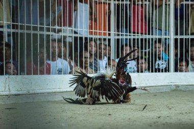 Moalboal - Türkiye - 29 Aralık 2012 - yıllık horoz derby mücadele 