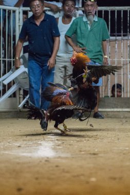 Moalboal - Türkiye - 29 Aralık 2012 - yıllık horoz derby mücadele 